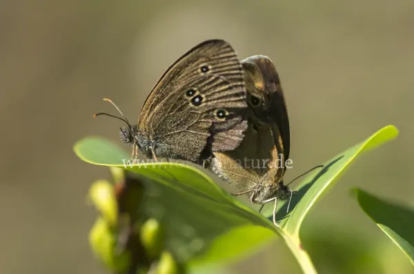 Fokus-Natur Bild