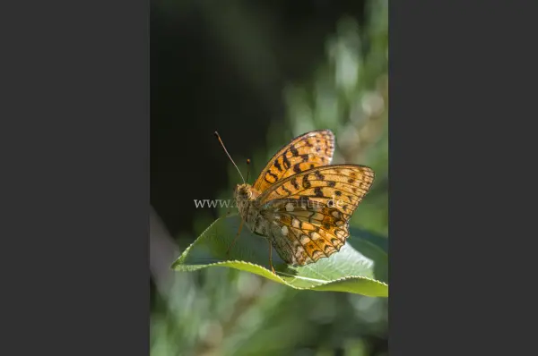 Fokus-Natur Bild