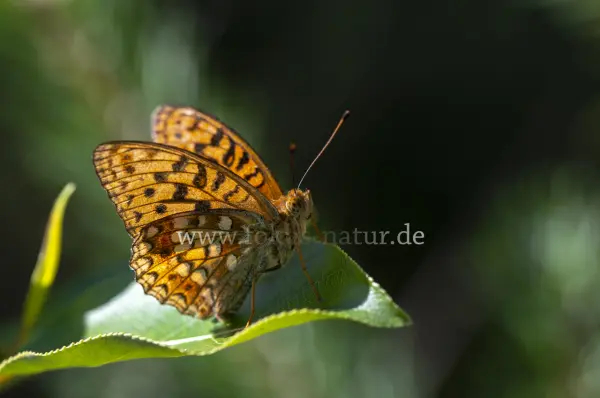 Fokus-Natur Bild