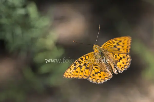 Fokus-Natur Bild