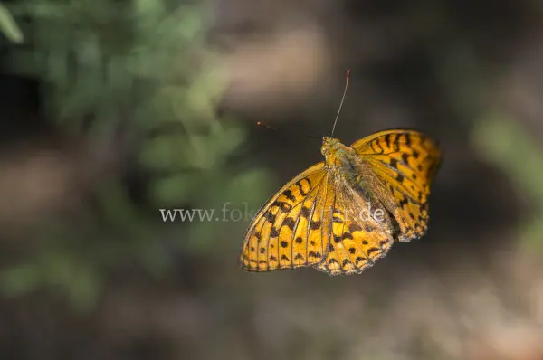 Fokus-Natur Bild