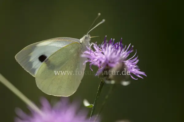 Fokus-Natur Bild