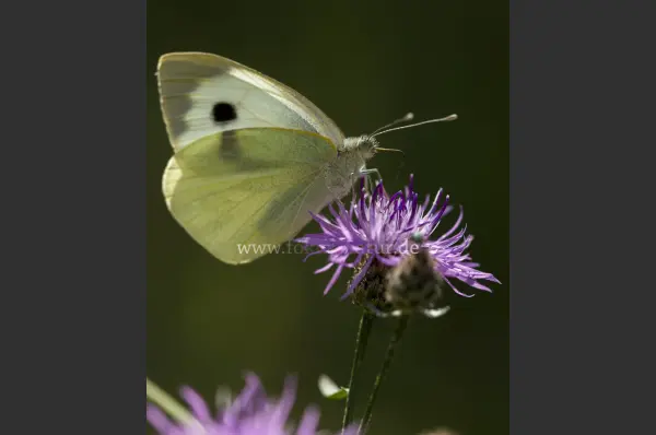 Fokus-Natur Bild