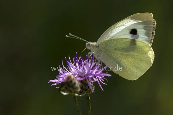Fokus-Natur Bild