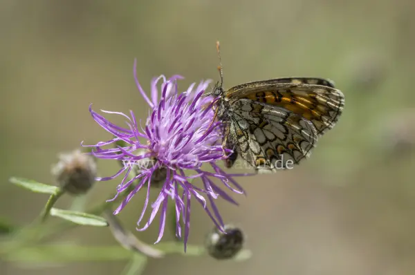 Fokus-Natur Bild