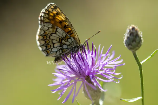 Fokus-Natur Bild