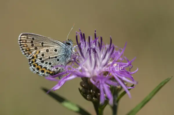 Fokus-Natur Bild