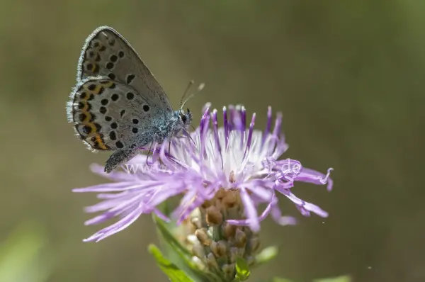 Fokus-Natur Bild