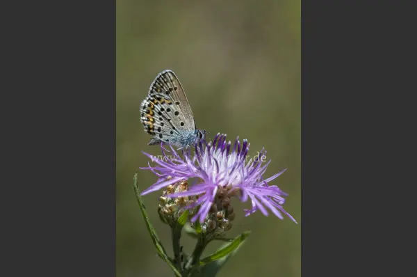 Fokus-Natur Bild