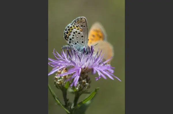 Fokus-Natur Bild