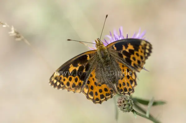 Fokus-Natur Bild