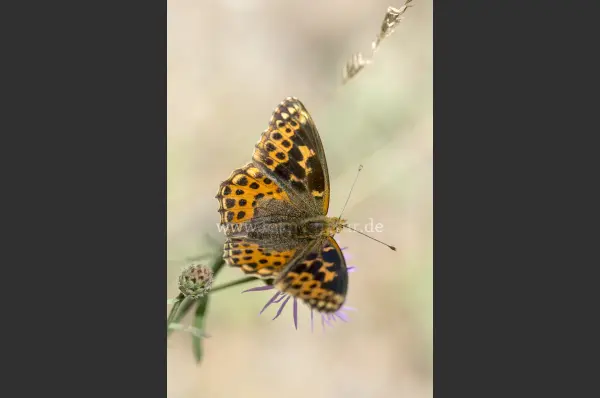 Fokus-Natur Bild
