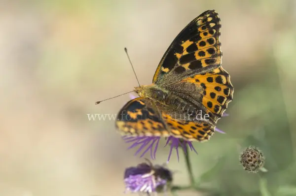 Fokus-Natur Bild