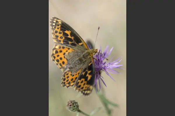 Fokus-Natur Bild