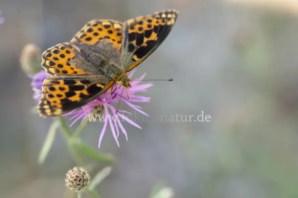 Fokus-Natur Bild