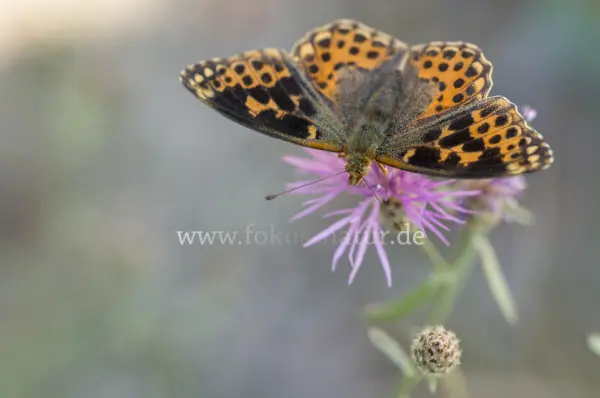 Fokus-Natur Bild