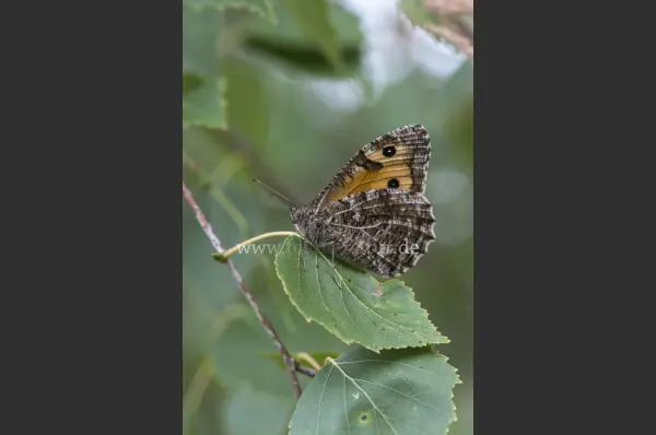 Fokus-Natur Bild