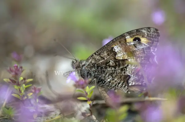 Fokus-Natur Bild