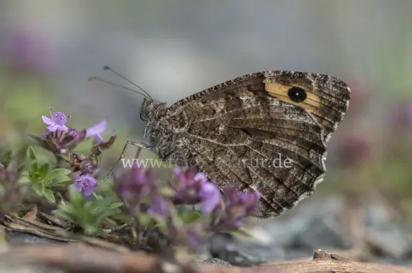 Fokus-Natur Bild