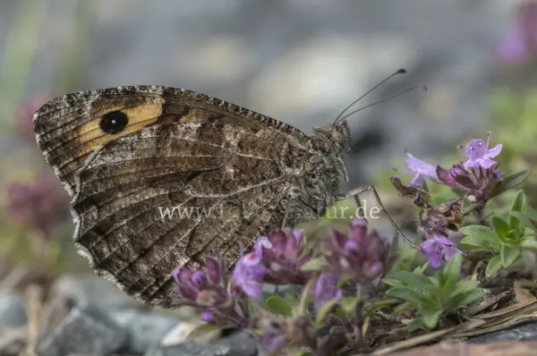 Fokus-Natur Bild