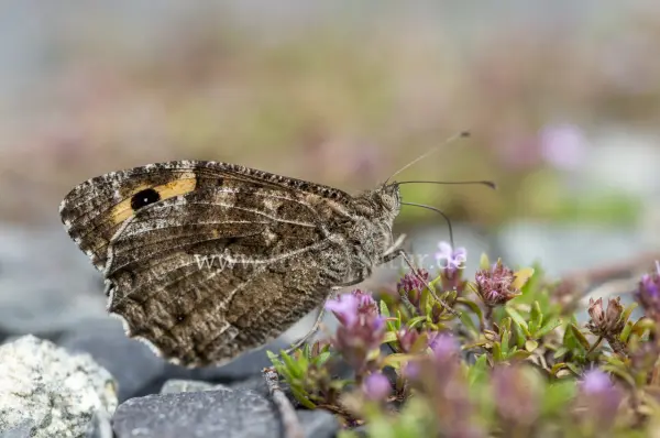 Fokus-Natur Bild