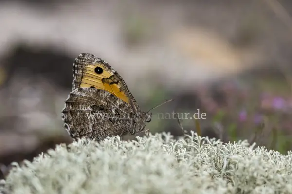 Fokus-Natur Bild