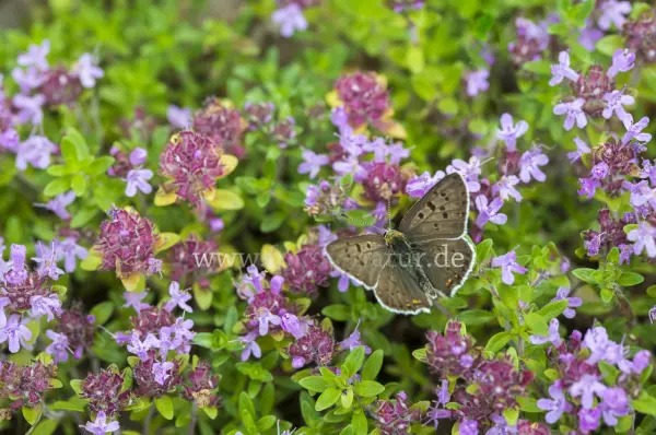 Fokus-Natur Bild
