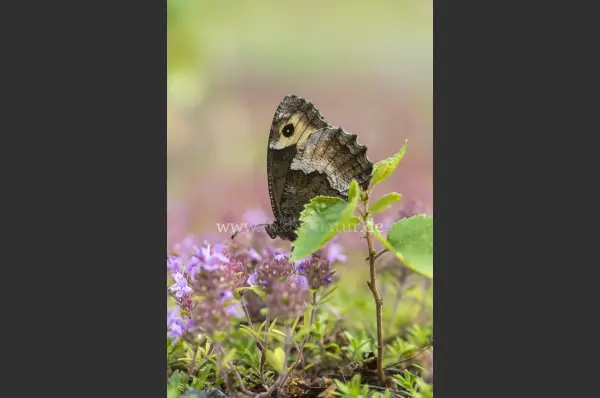 Fokus-Natur Bild
