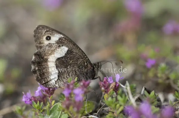Fokus-Natur Bild