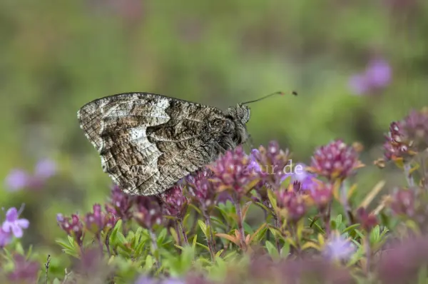 Fokus-Natur Bild