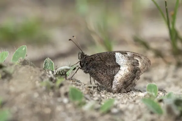 Fokus-Natur Bild