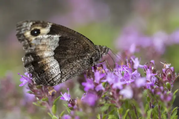Fokus-Natur Bild