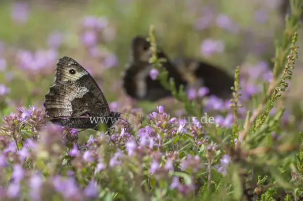 Fokus-Natur Bild