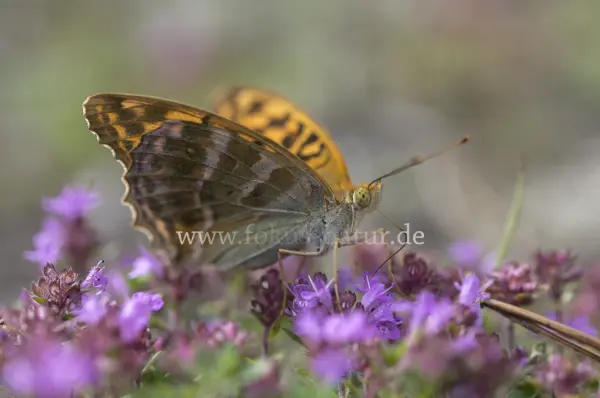 Fokus-Natur Bild