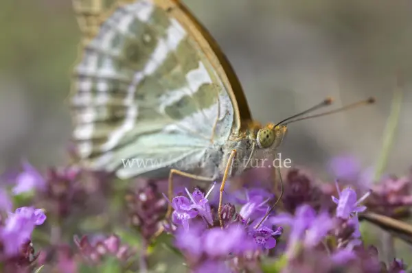 Fokus-Natur Bild