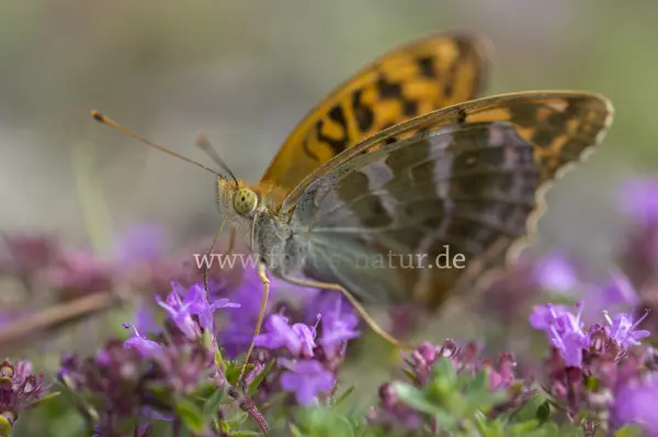 Fokus-Natur Bild