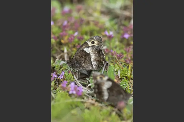 Fokus-Natur Bild