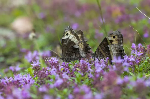 Fokus-Natur Bild