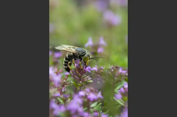 Fokus-Natur Bild