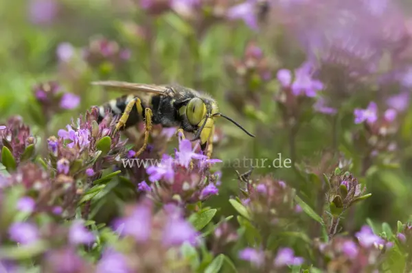 Fokus-Natur Bild