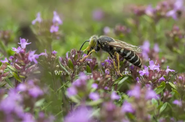 Fokus-Natur Bild