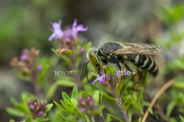 Fokus-Natur Bild