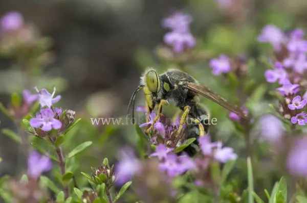 Fokus-Natur Bild