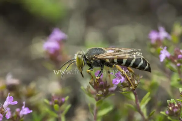 Fokus-Natur Bild