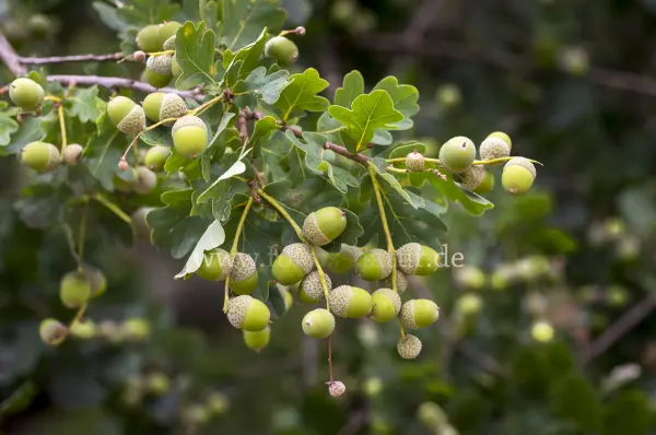 Fokus-Natur Bild
