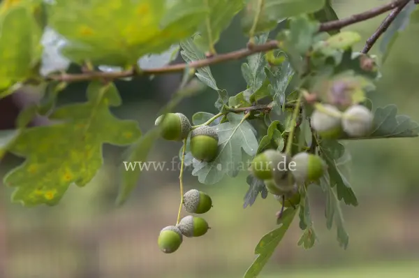 Fokus-Natur Bild