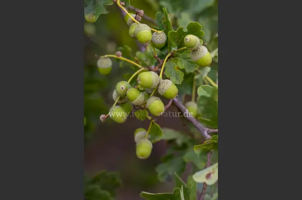 Fokus-Natur Bild