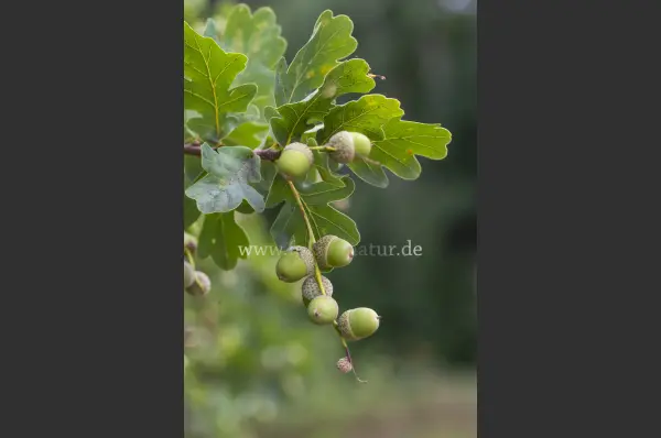 Fokus-Natur Bild