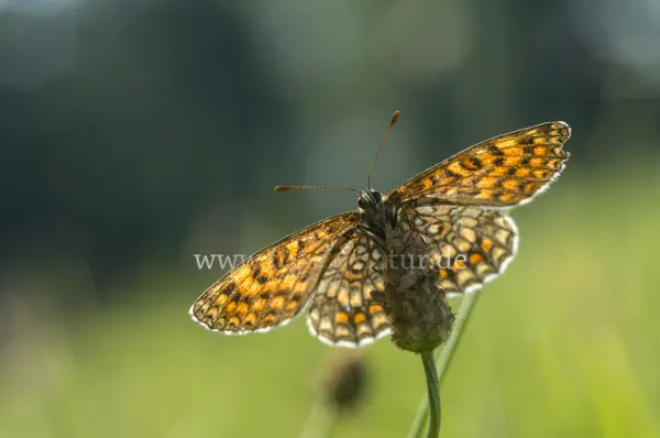 Fokus-Natur Bild