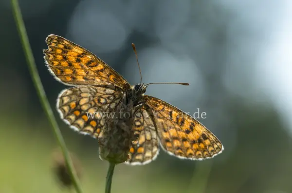 Fokus-Natur Bild